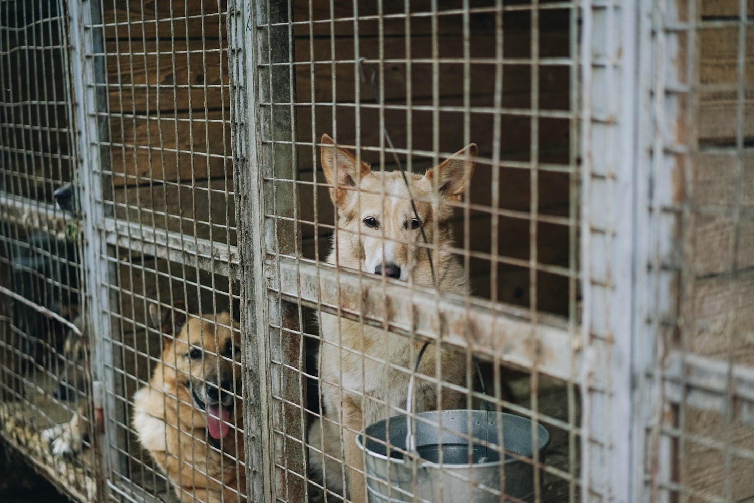 10 Ways to Support Animal Protection in Romania