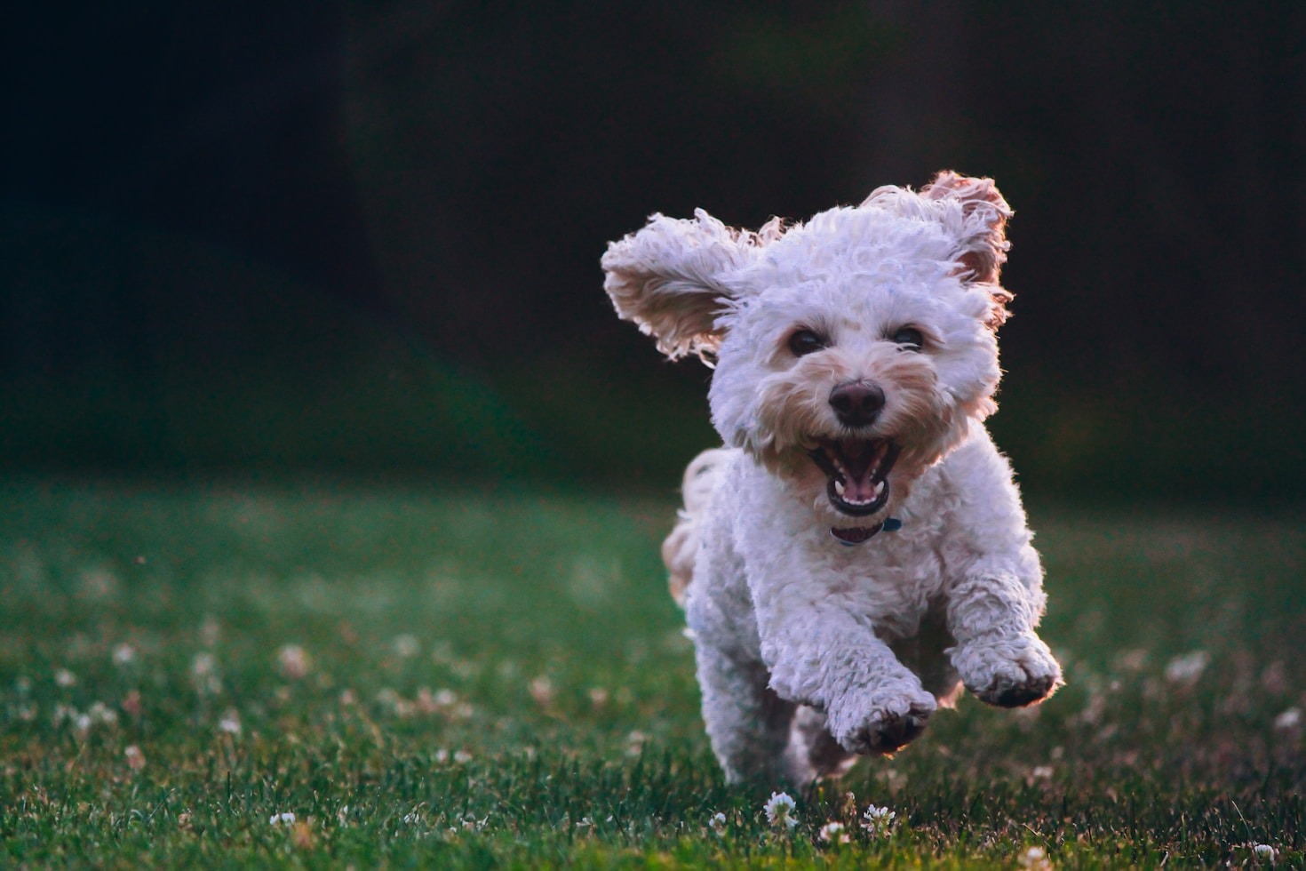 Building a Better Future for Romania’s Animals